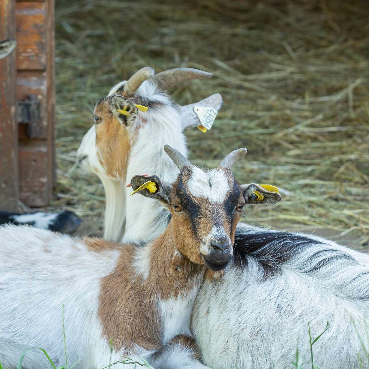 ferme